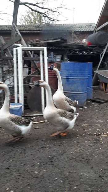 VideoCapture_20190408-230203 - Gaste 14 Aprilie 2019