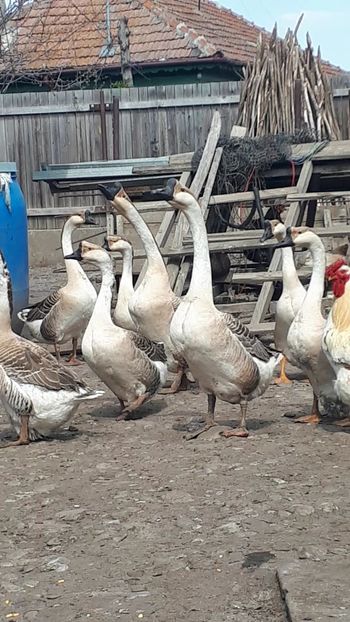 VideoCapture_20190330-194629 - Gaste 14 Aprilie 2019