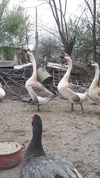 VideoCapture_20190408-231618 - Gaste 14 Aprilie 2019