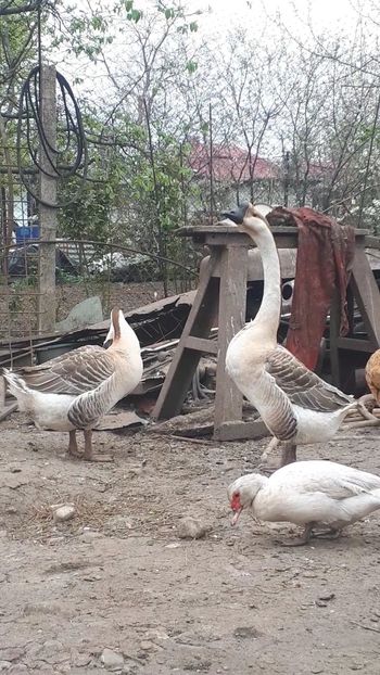 VideoCapture_20190408-231409 - Gaste 14 Aprilie 2019