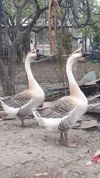 VideoCapture_20190408-231223 - Gaste 14 Aprilie 2019