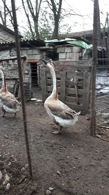 VideoCapture_20190408-230759 - Gaste 14 Aprilie 2019