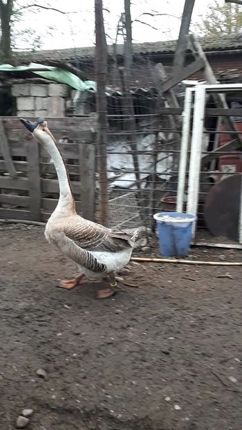 VideoCapture_20190408-230753 - Gaste 14 Aprilie 2019