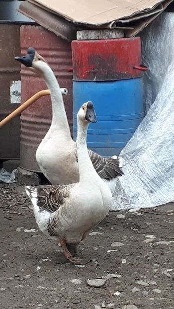 VideoCapture_20190408-230708 - Gaste 14 Aprilie 2019