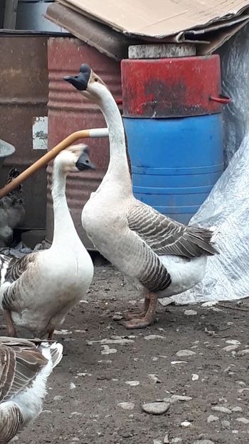 VideoCapture_20190408-230704 - Gaste 14 Aprilie 2019