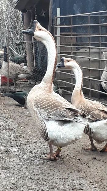 VideoCapture_20190408-230632 - Gaste 14 Aprilie 2019