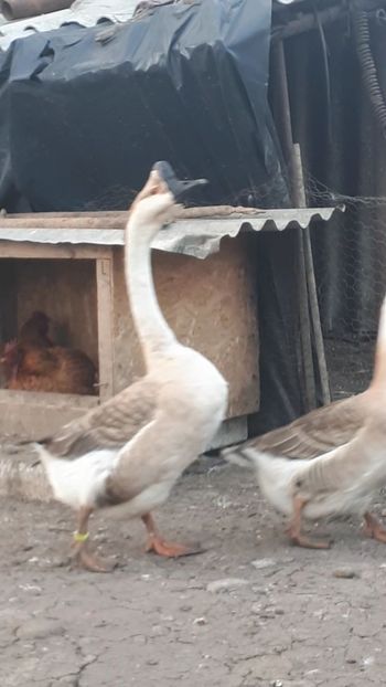 VideoCapture_20190324-210426 - Gaste 14 Aprilie 2019