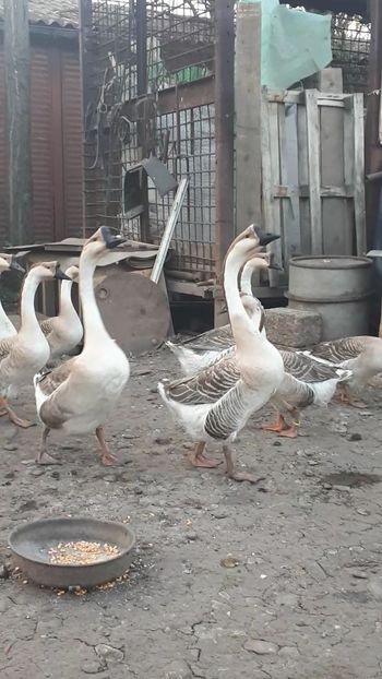 VideoCapture_20190324-210348 - Gaste 14 Aprilie 2019