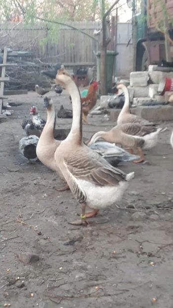 VideoCapture_20190324-210304 - Gaste 14 Aprilie 2019