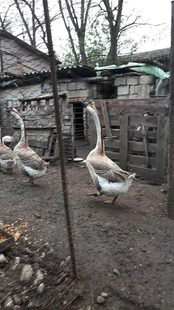 VideoCapture_20190408-230238 - Gaste 14 Aprilie 2019
