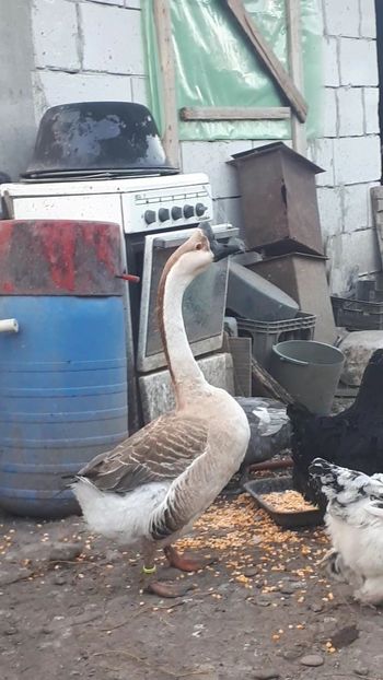 VideoCapture_20190324-210326 - Gaste 14 Aprilie 2019