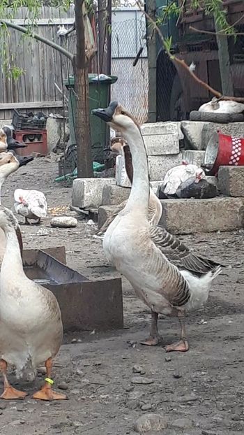 VideoCapture_20190330-194713 - Gaste 14 Aprilie 2019