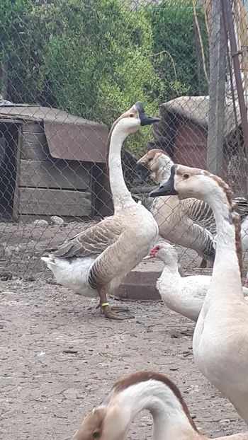 VideoCapture_20190408-231745 - Gaste 14 Aprilie 2019