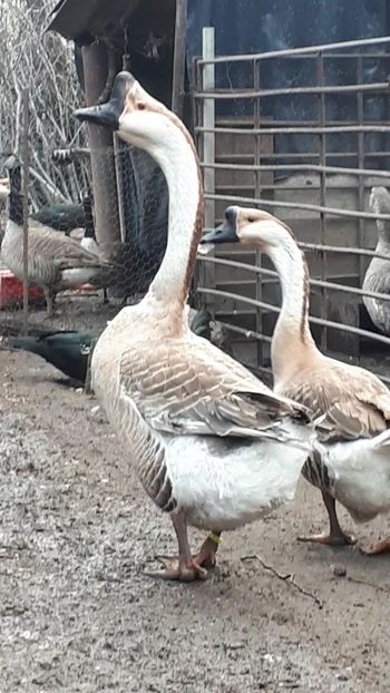VideoCapture_20190408-230319 - Gaste 14 Aprilie 2019