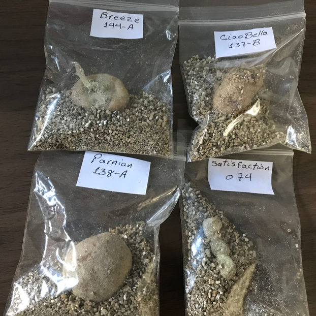  - Plante de interior 2019