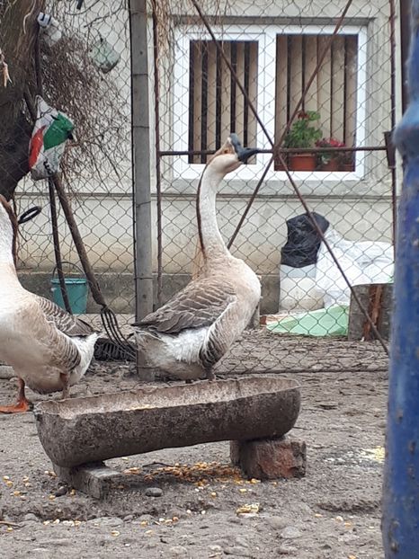 - Gaste 14 Aprilie 2019