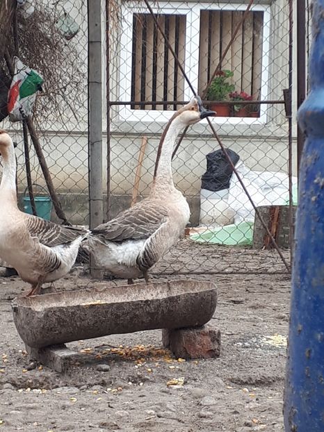  - Gaste 14 Aprilie 2019