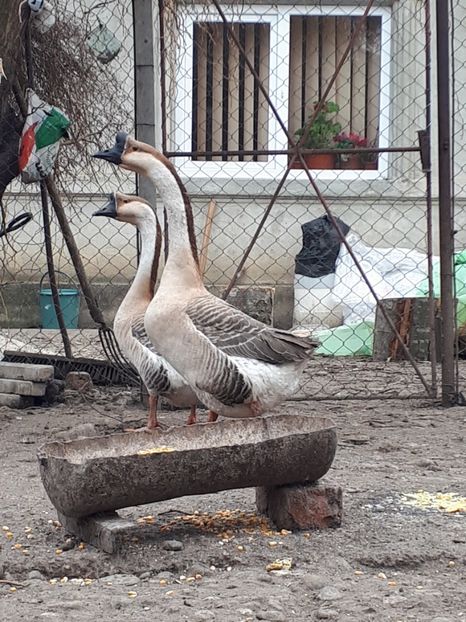  - Gaste 14 Aprilie 2019