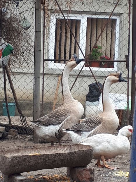  - Gaste 14 Aprilie 2019