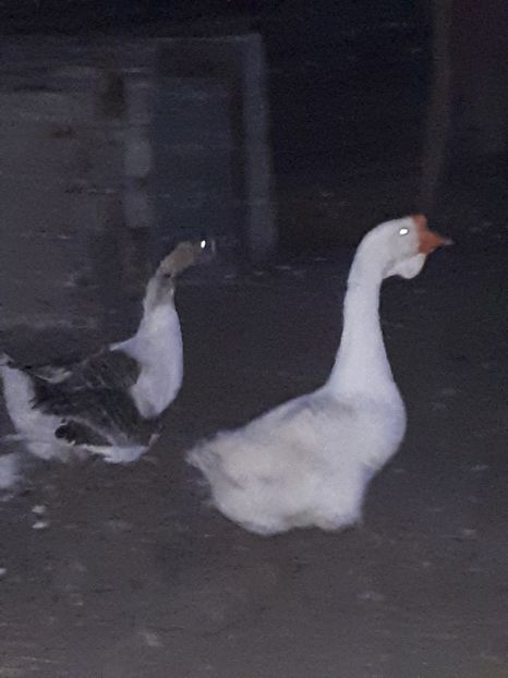  - Gaste 14 Aprilie 2019