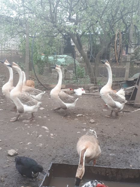  - Gaste 14 Aprilie 2019
