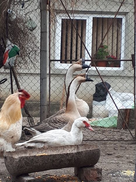  - Gaste 14 Aprilie 2019