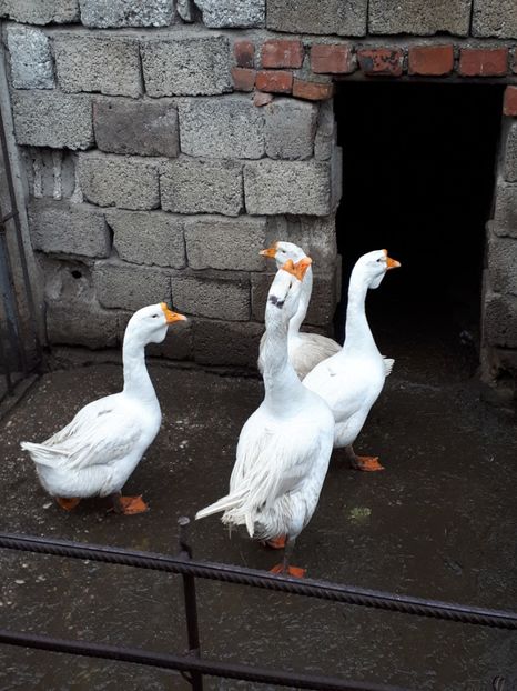  - Gaste 14 Aprilie 2019