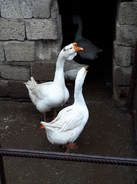  - Gaste 14 Aprilie 2019