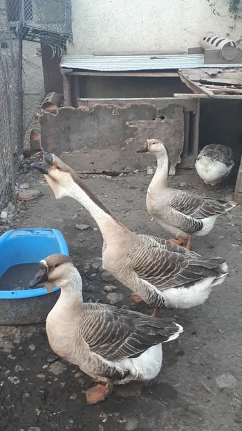 VideoCapture_20190324-210526 - Gaste 14 Aprilie 2019
