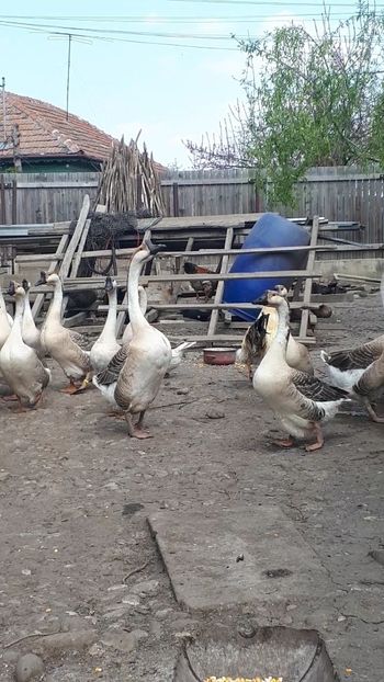 VideoCapture_20190330-194640 - Gaste 14 Aprilie 2019