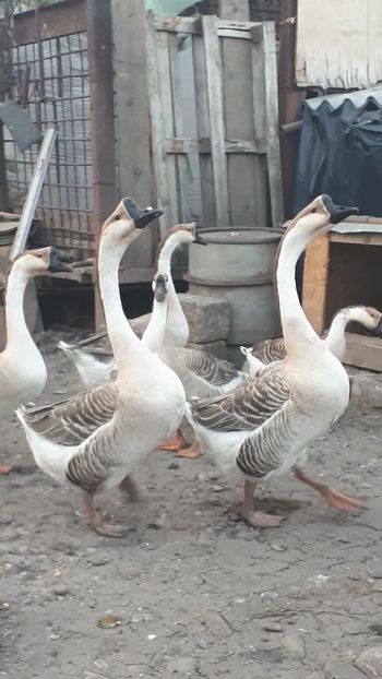 VideoCapture_20190324-210350 - Gaste 14 Aprilie 2019