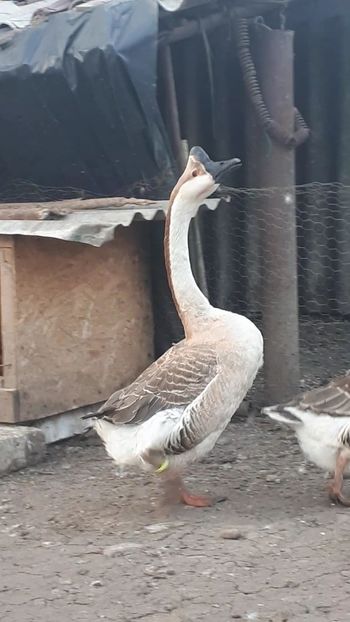 VideoCapture_20190324-210428 - Gaste 14 Aprilie 2019