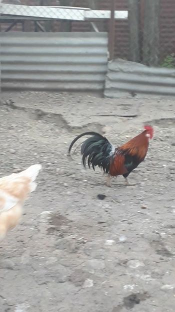 VideoCapture_20190324-210058 - Cocosei pitici