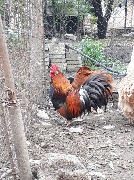  - Cocosei pitici