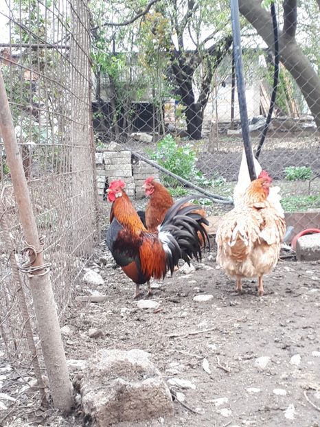  - Cocosei pitici