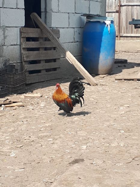  - Cocosei pitici