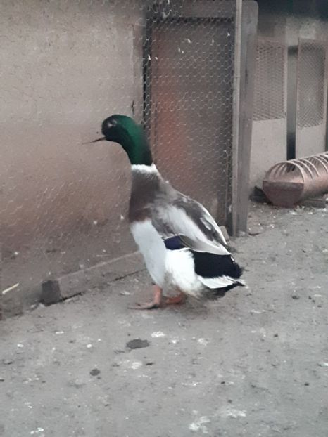  - Ratoiul comun batran