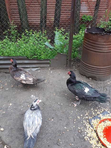  - C Rate lesesti si altele