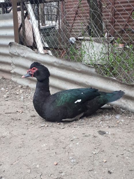  - C Rate lesesti si altele