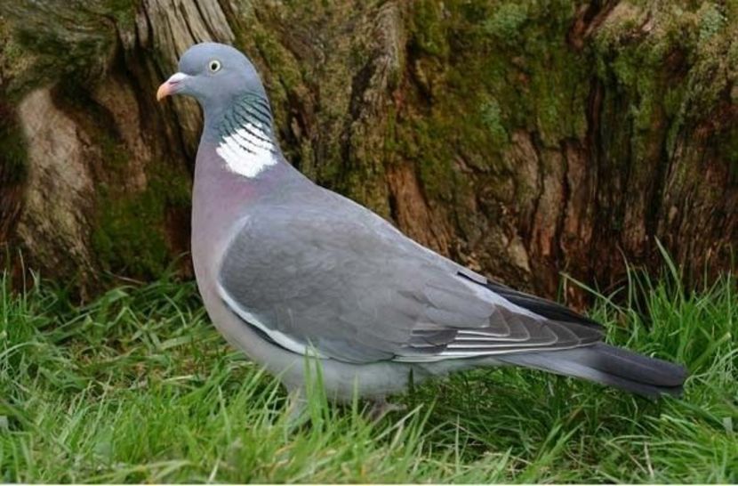 Top 10 British birds in your garden _ GoodtoKnow - PORUMBEI SALBATICI