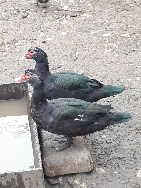  - C Rate lesesti si altele