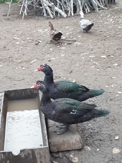  - C Rate lesesti si altele