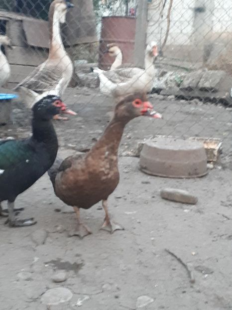  - C Rate lesesti si altele