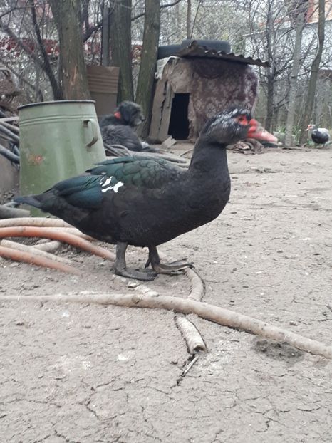  - C Rate lesesti si altele