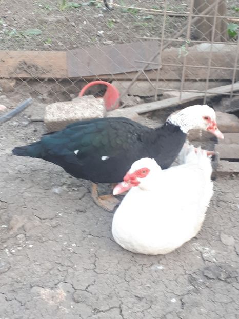  - C Rate lesesti si altele