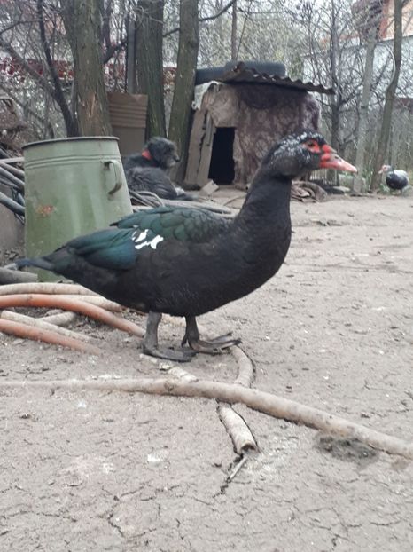  - C Rate lesesti si altele