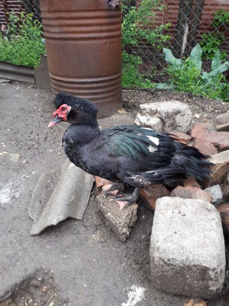  - C Rate lesesti si altele