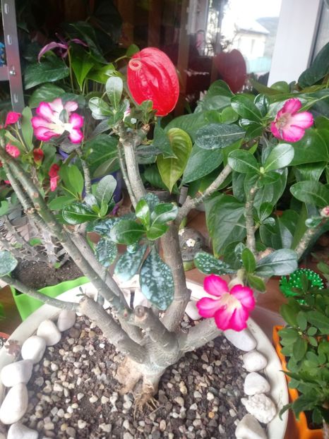  - Adenium Obesum-Desert Rose