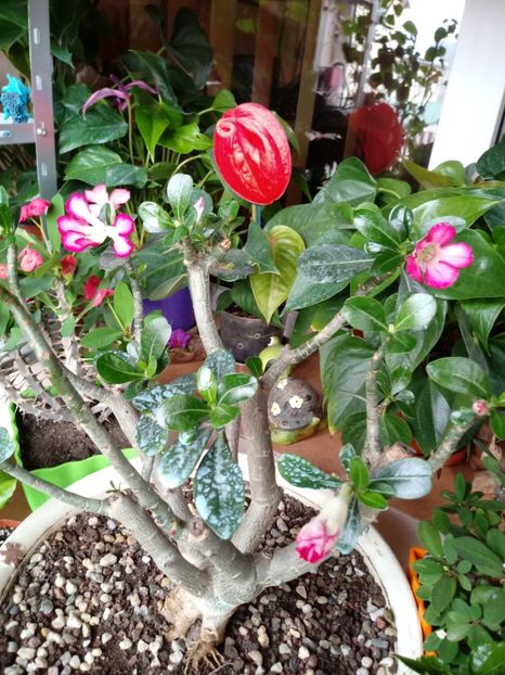  - Adenium Obesum-Desert Rose