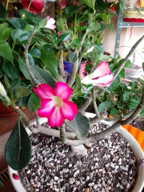  - Adenium Obesum-Desert Rose